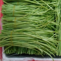 精品芦蒿大量上市有需要的老板欢迎订购