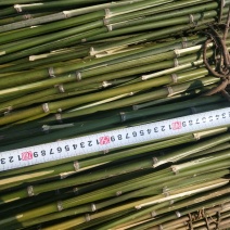 金竹
