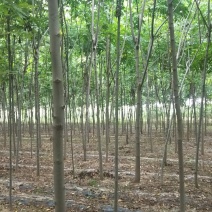 栾树