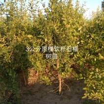 突尼斯软籽石榴树苗，易成活，根系发达，包成活率。