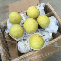 雪花梨大量货源质量很不错