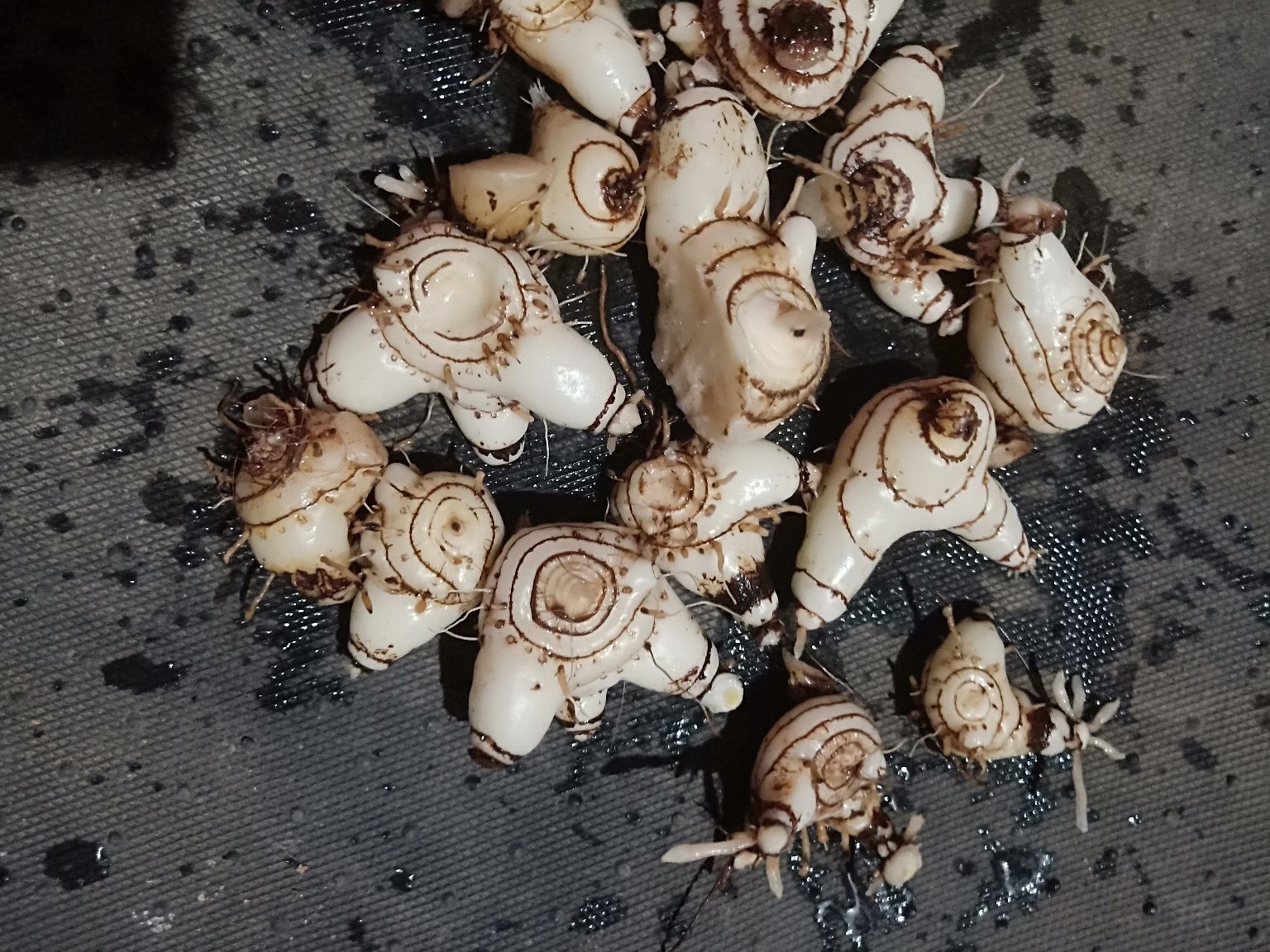 白芷药材与香料对比图