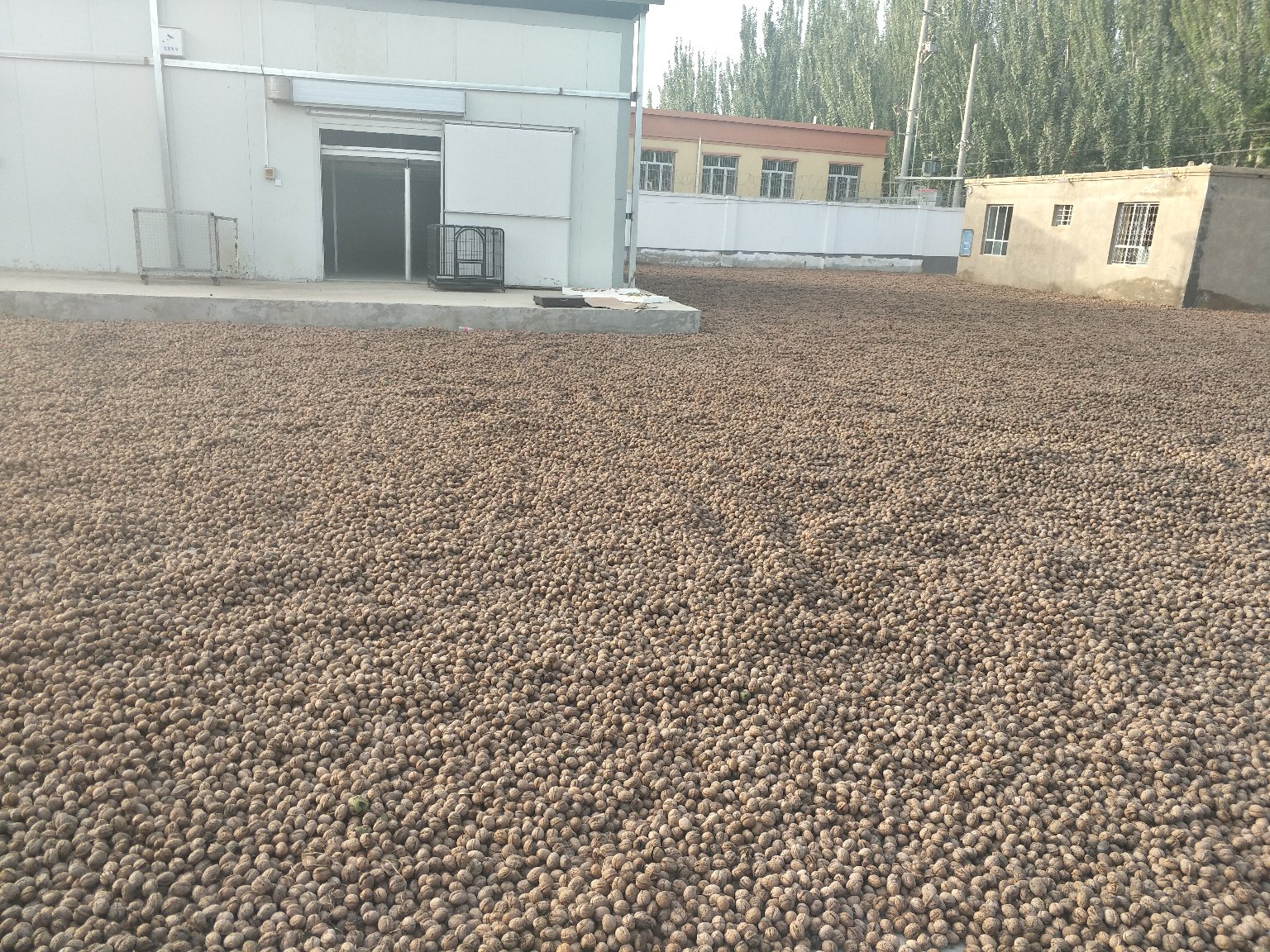 晾晒中的去皮核桃