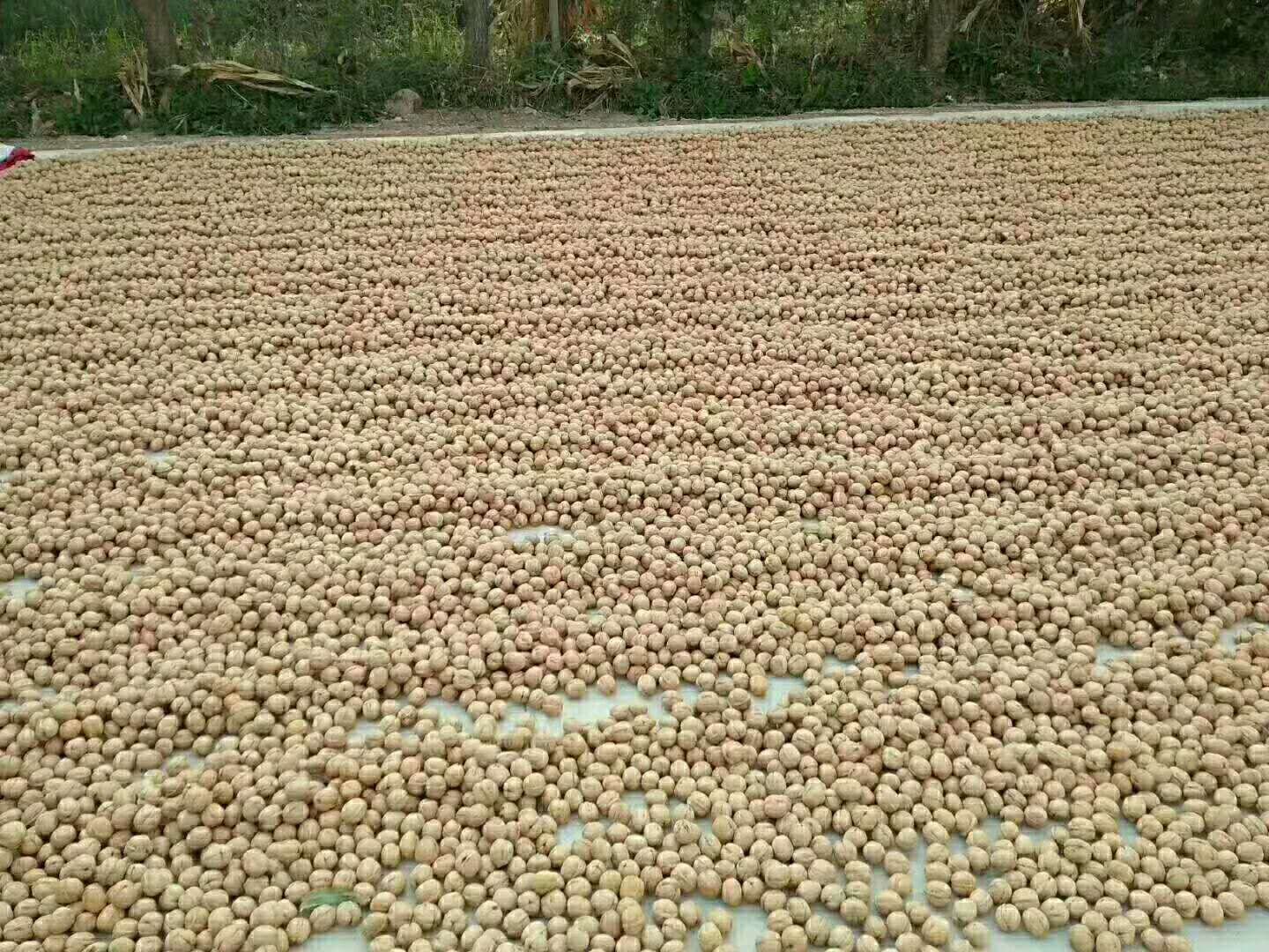 晾晒场上整齐摆放的薄皮核桃 undergoing natural drying process