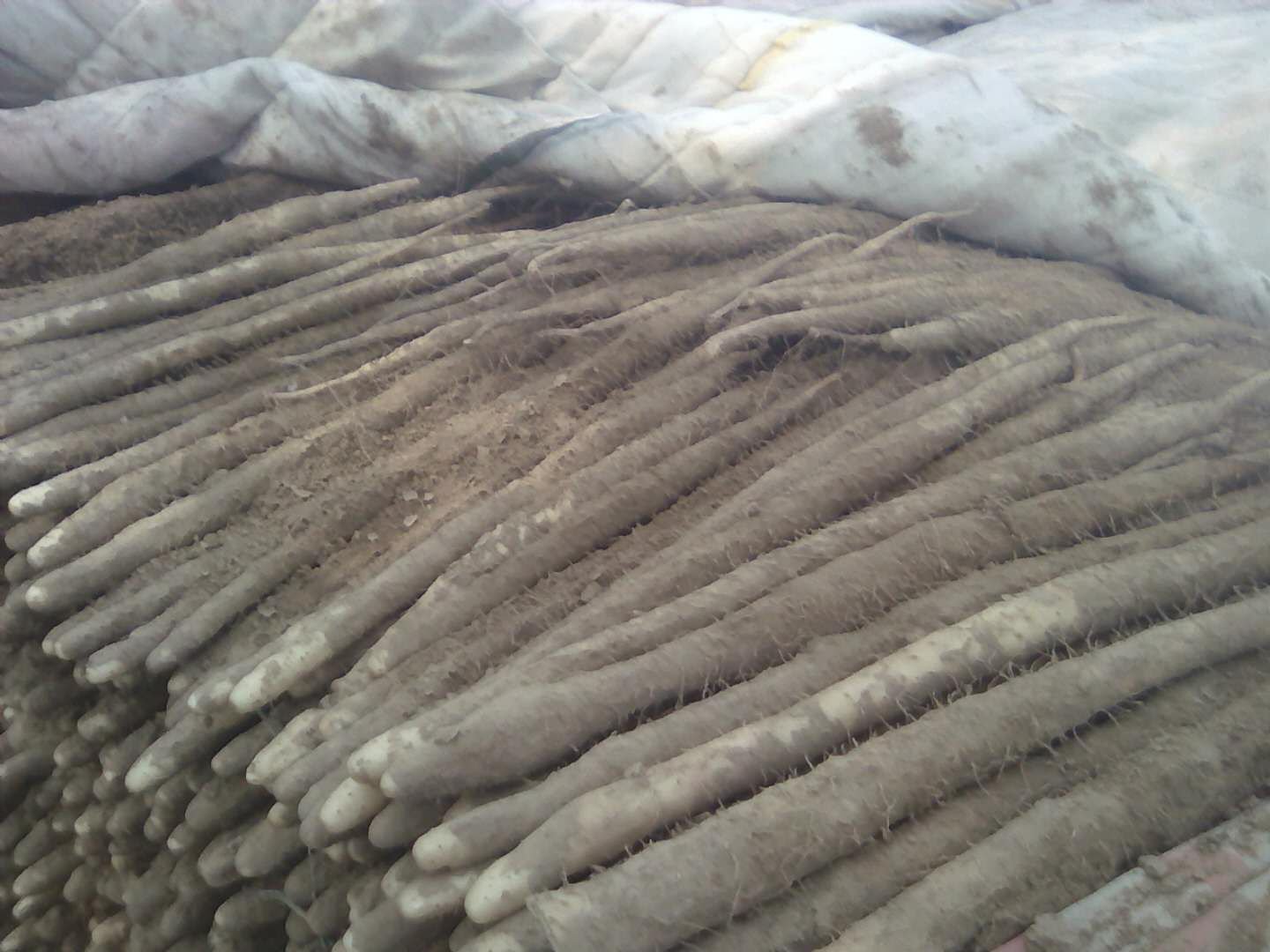 两张并列展示的根茎类作物图片,左侧为长条形普通山药,表皮浅棕色、有须根,断面洁白;右侧为扁平状脚板薯,外形宽厚类似人脚掌,表皮较粗糙,颜色偏深褐,切面呈淡黄色,质地略显纤维感 山药与脚板薯对比图
