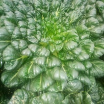 菊花菜