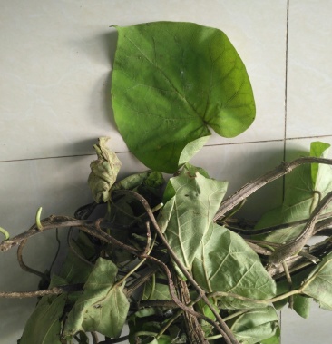 [通关藤批发]通关藤价格2.00元/斤 - 一亩田