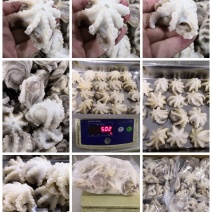火锅用三去八爪鱼20-40