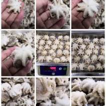 迷你八爪鱼10-20