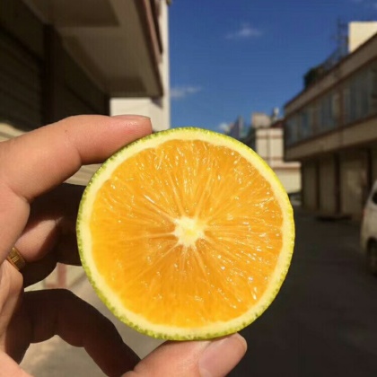 云南玉溪新平县冰糖橙产地行情