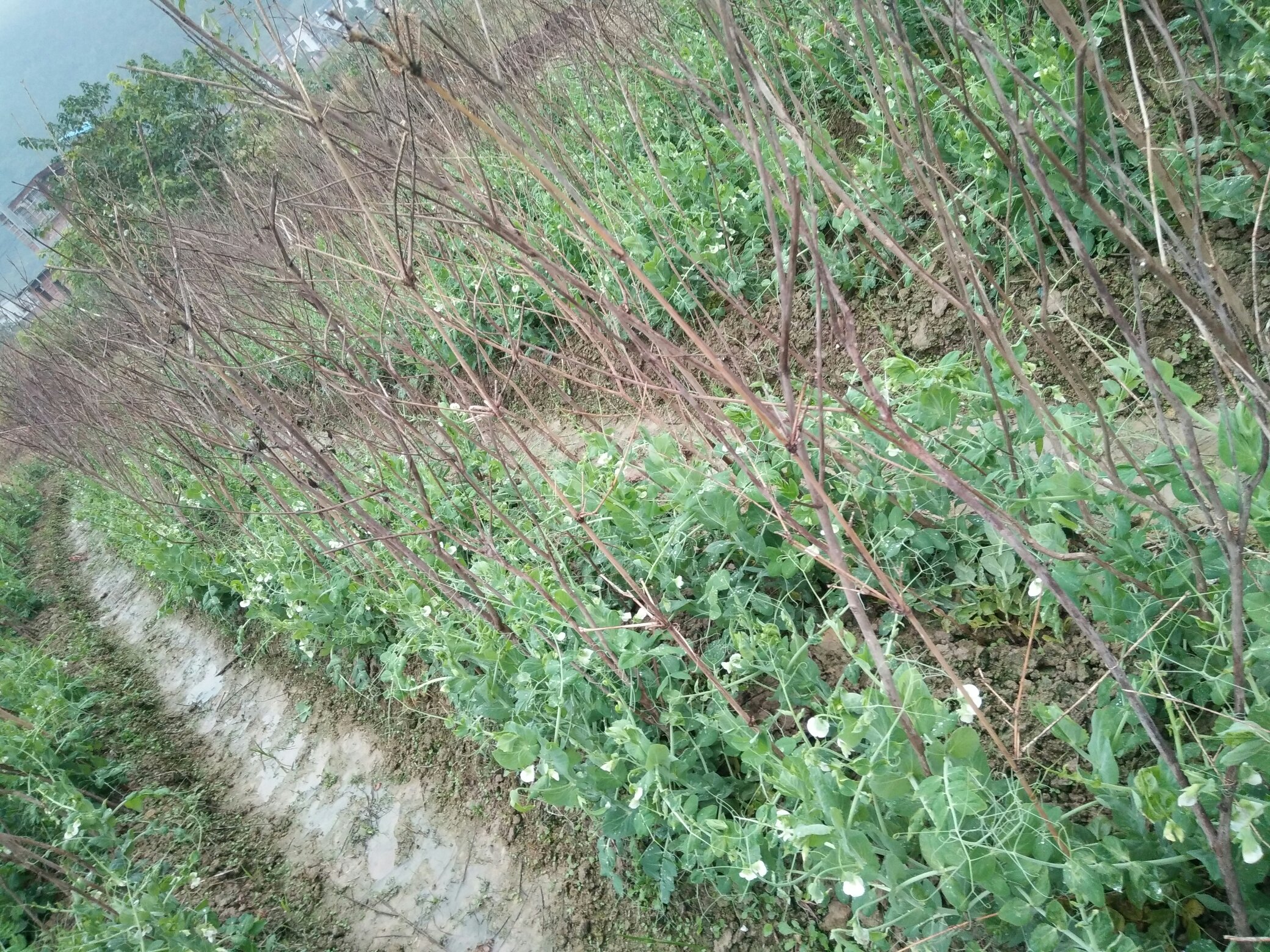 现代化豌豆种植基地航拍图