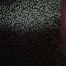 柏树种子