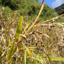 薏米薏仁糯薏米