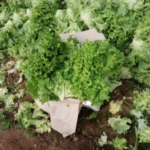 生菜，苦菊
