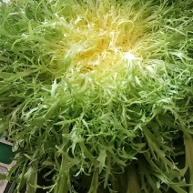 生菜，苦菊
