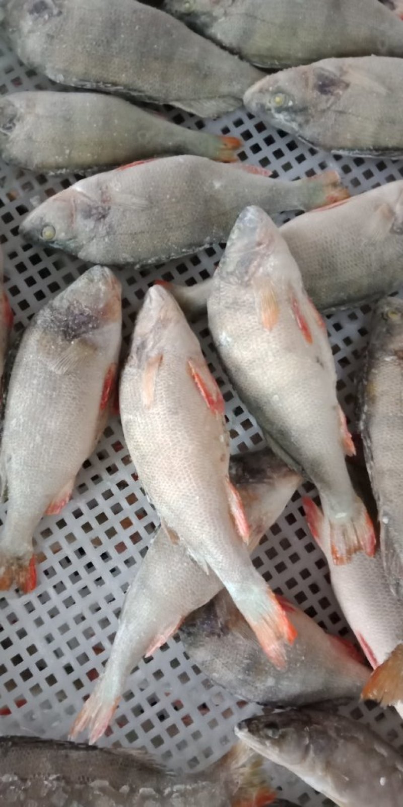 辽宁丹东宽甸县鲈鱼 7.00元/斤鸭绿江五道黑,河鲈