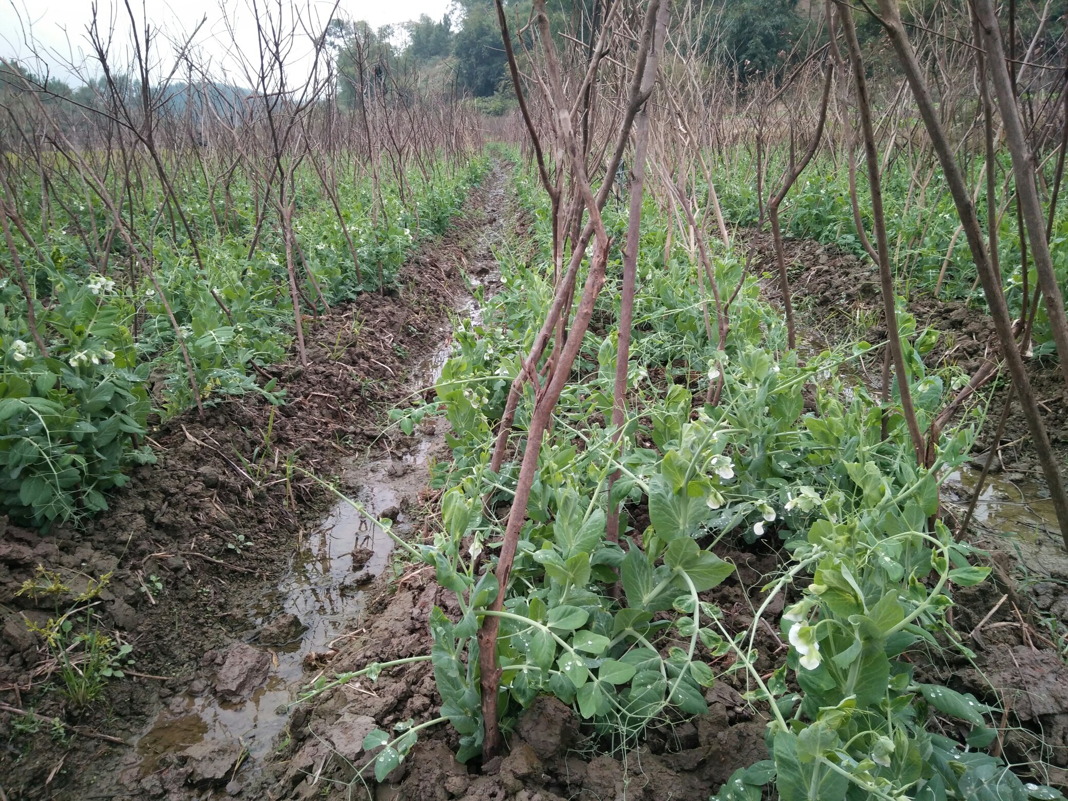 北方春季荷兰豆田间管理实景图