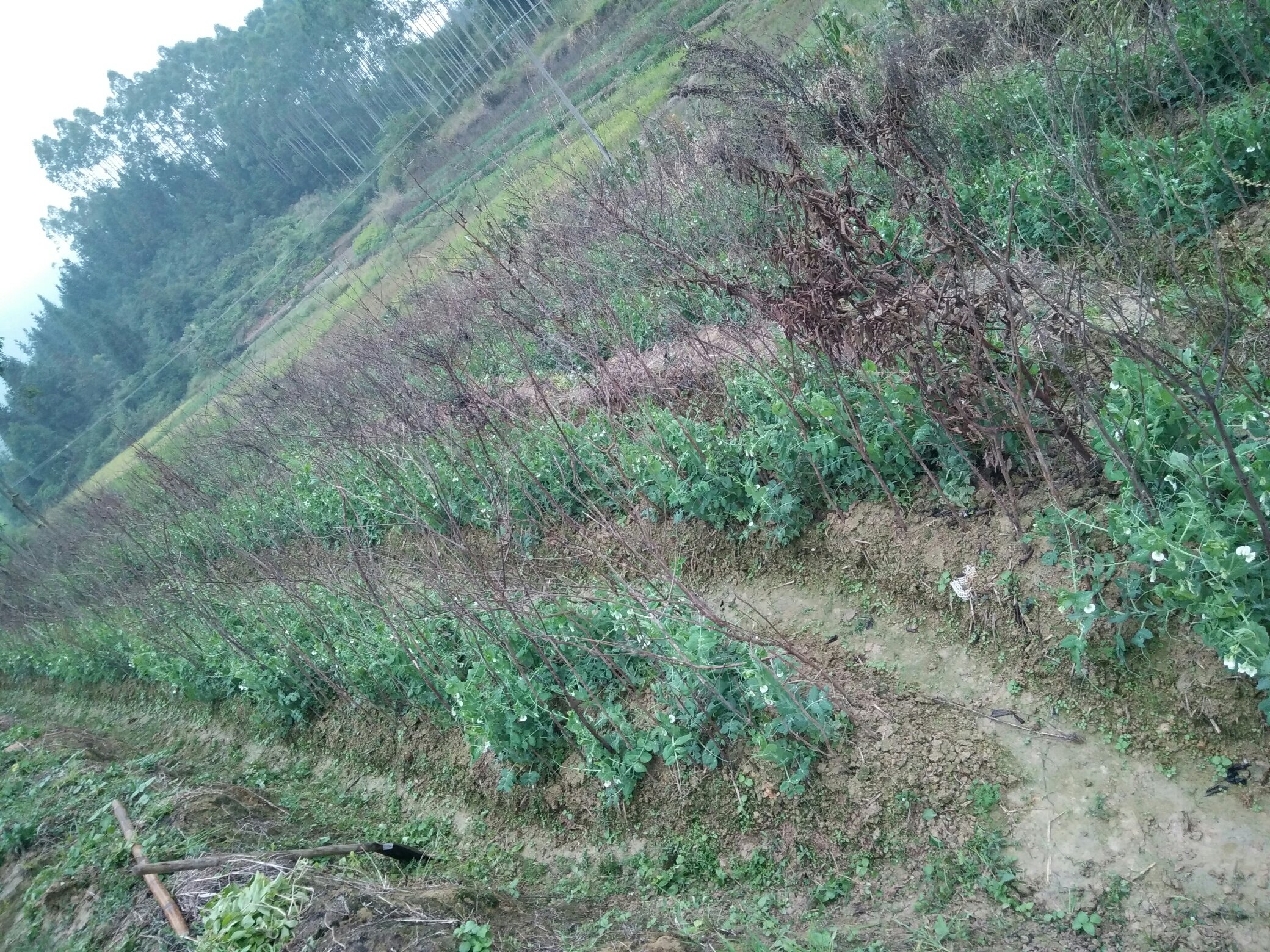 荷兰豆田间株高测量标准操作
