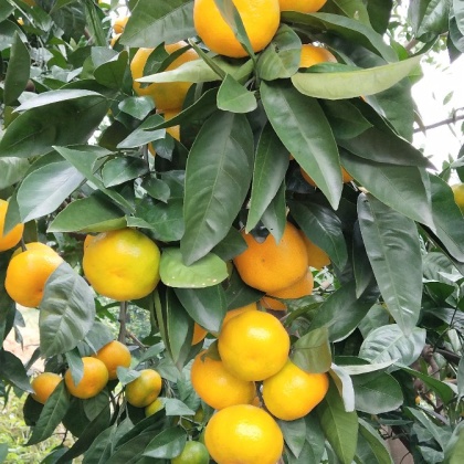 订货,新鲜采摘,新鲜到家高山特早蜜橘 叶桔 果园发货 货源充足 欢迎