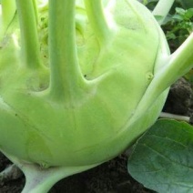 苤蓝菜，
