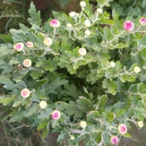 大朵菊花