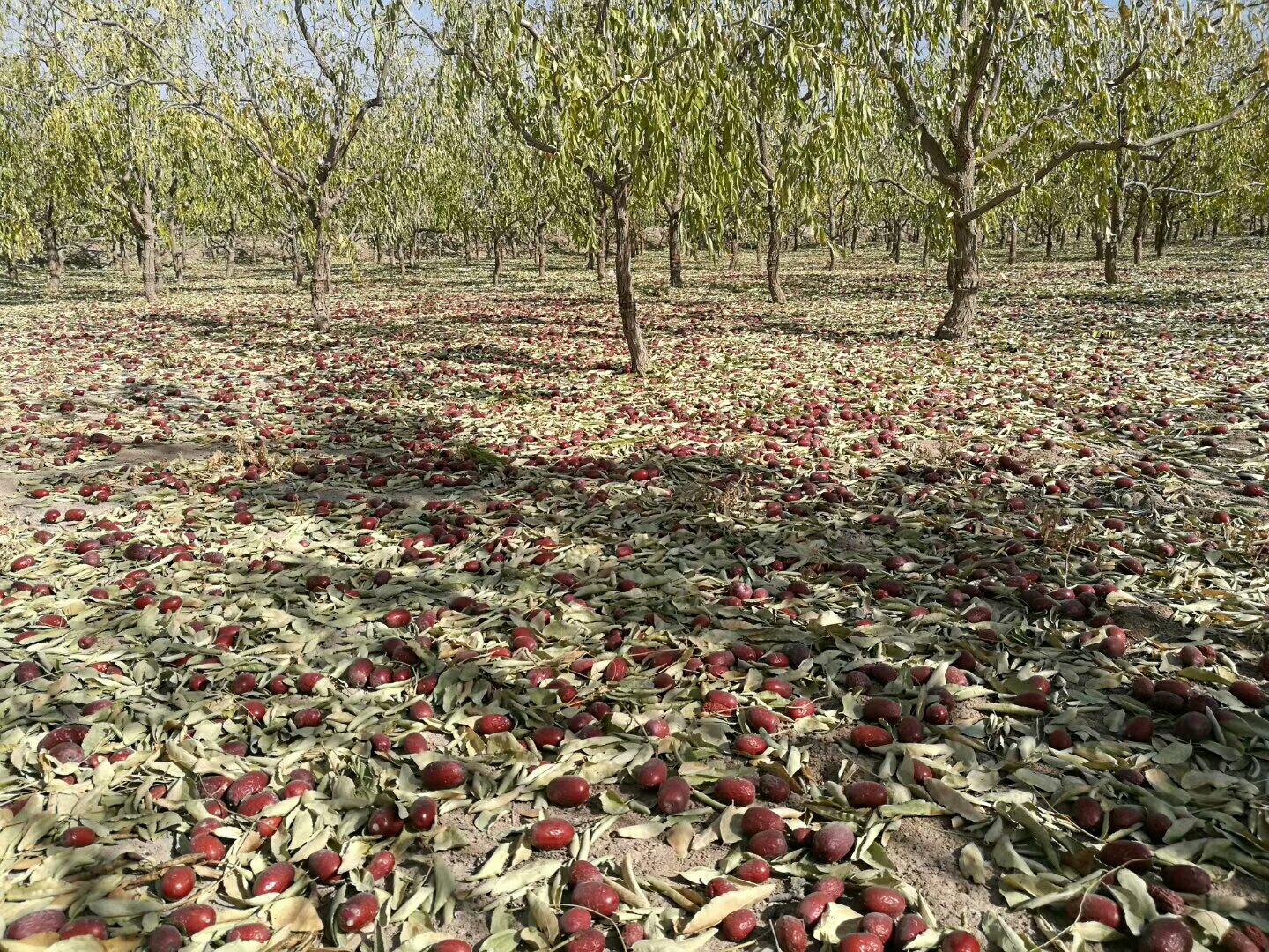 若羌农民采摘灰枣