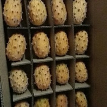 火参果(64个装)