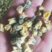 药用菊花