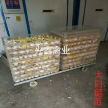 大白鹅苗