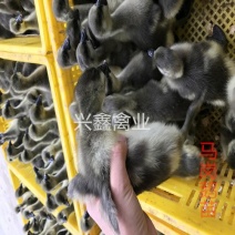 马岗鹅苗