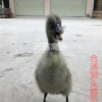 合浦狮头鹅苗