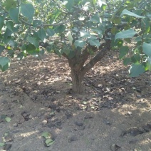大量出售梨树，18一35有2000棵