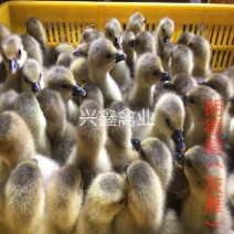 朗德鹅苗