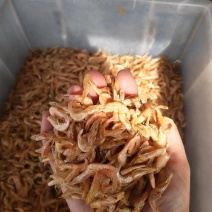 微山湖畔大白（干虾）