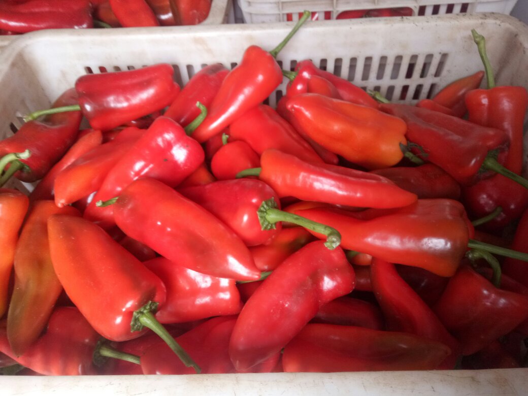 泡红椒成品展示图