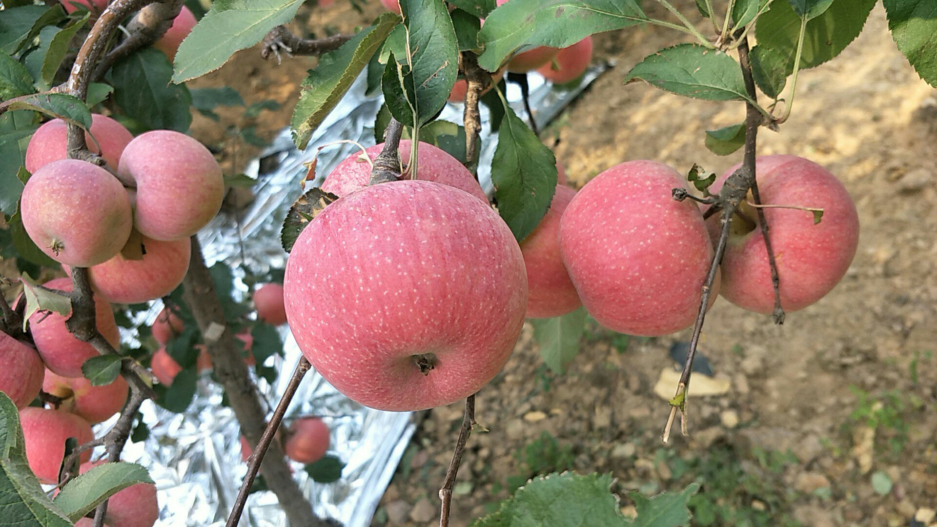 小国光苹果果园实景