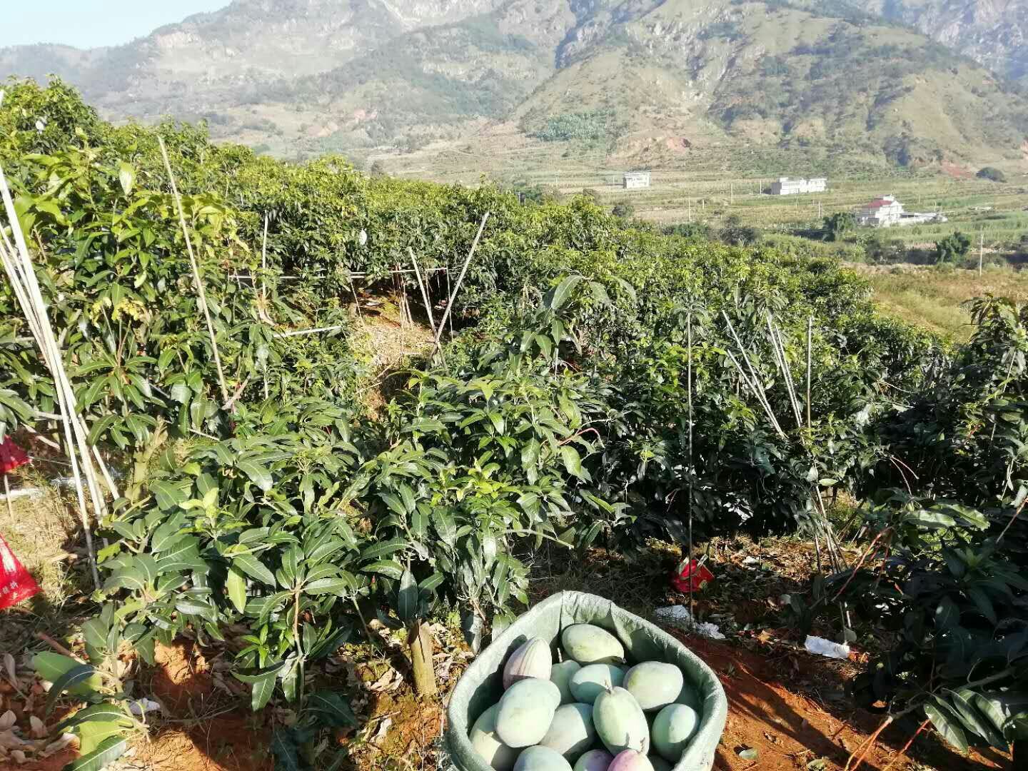 农户在攀枝花果园采摘凯特芒场景