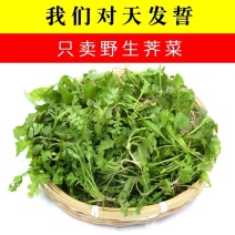 荠菜