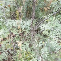 药用皂角树基地大量供应