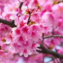 日本红叶樱花苗苗圃现挖保湿发货免费提供技术指导
