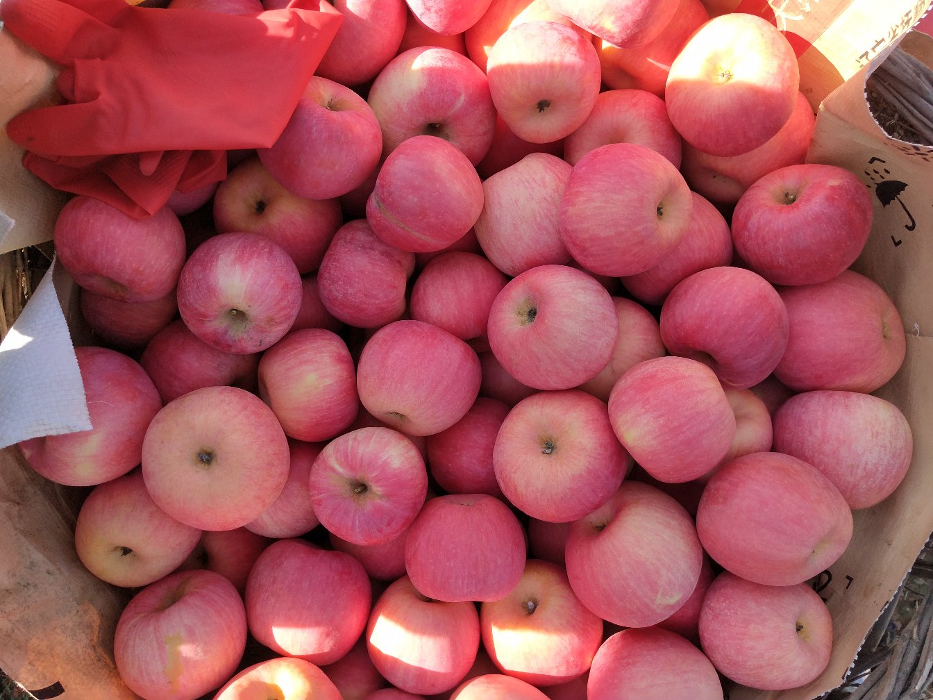 农户在林间手工采摘白皮松球果,使用竹竿敲打枝条,下方铺有防损帆布收集果实;旁边设有临时晾晒架,摆放着已开裂的松塔,一名技术人员正在记录采收编号,体现规范化作业流程 秦岭白皮松采收与初加工现场