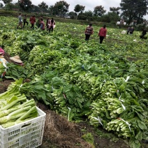 新鲜棒菜叶子