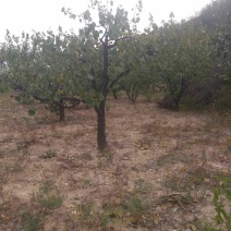 山西杏树，地径3-50公分精品杏树，占地杏树