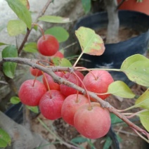 富贵果，各种规格红梅