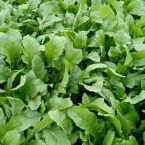 大叶荠菜