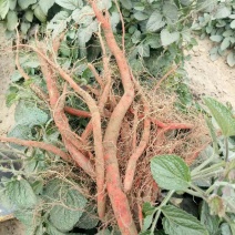 药材种苗