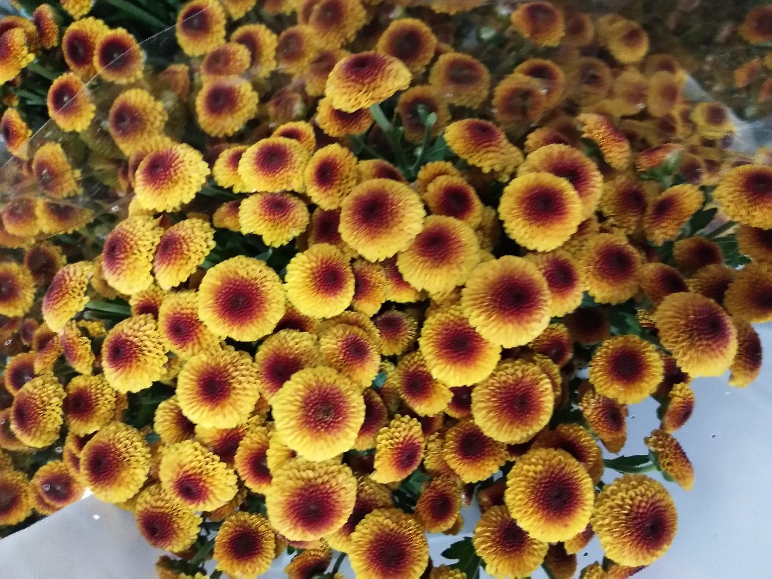 ‘黄金庆典’盛开的金黄色花朵特写,展现其饱满杯状花型与浓郁色彩 ‘黄金庆典’盛开的金黄色花朵特写