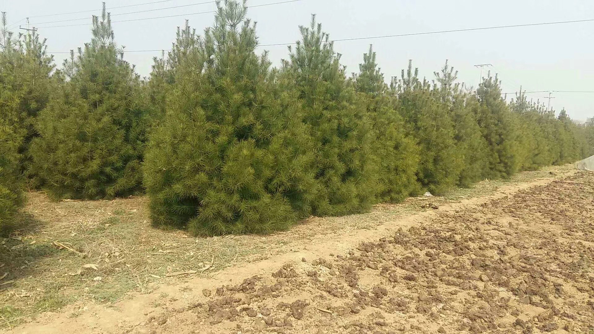 展示一个现代化的白皮松繁育基地,苗圃整齐排列,工作人员正在进行育苗管理 白皮松繁育基地全景图