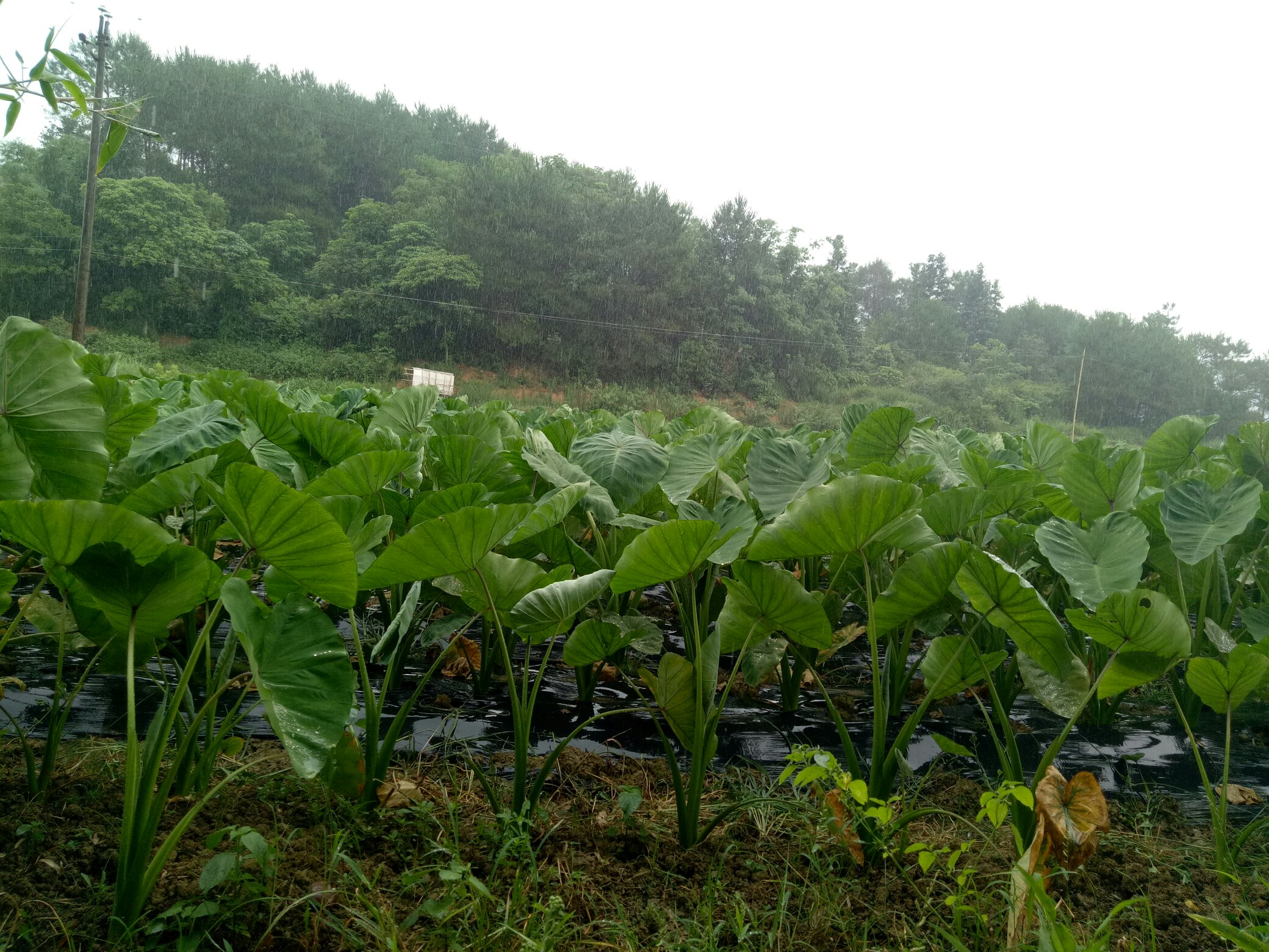 无人机俯拍视角:粤东潮汕平原某生态农场,成片浅绿色芫荽田整齐分布,土壤湿润黝黑,植株矮密丰茂,可见农人弯腰采收,远处有红瓦厝与榕树剪影,展现潮汕本土种植场景 潮汕春日田间芫荽种植实景航拍
