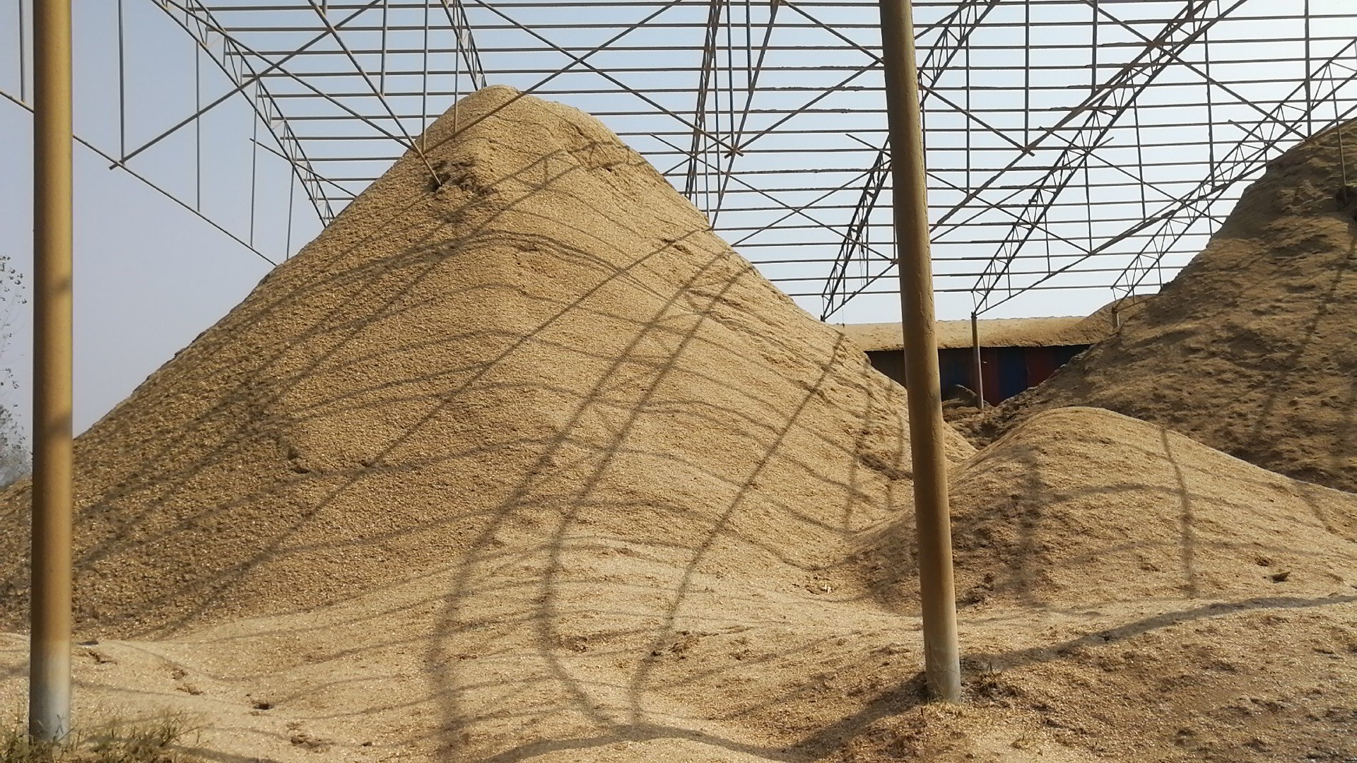 长裙竹荪发酵料堆现场